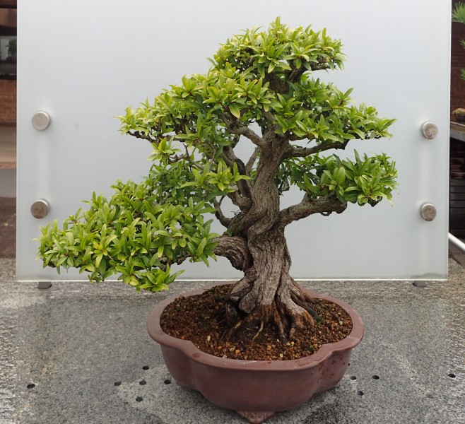 Punica granatum kz3