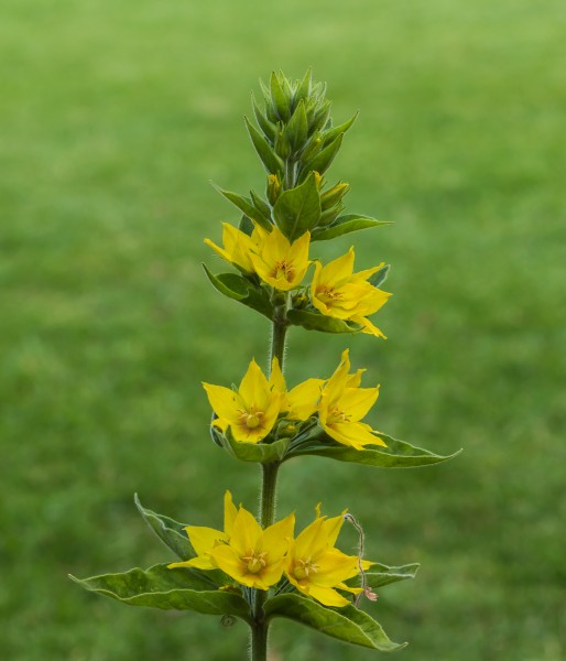 Puntwederik (Lysimachia punctata). Locatie, Tuinreservaat Jonkervallei 01