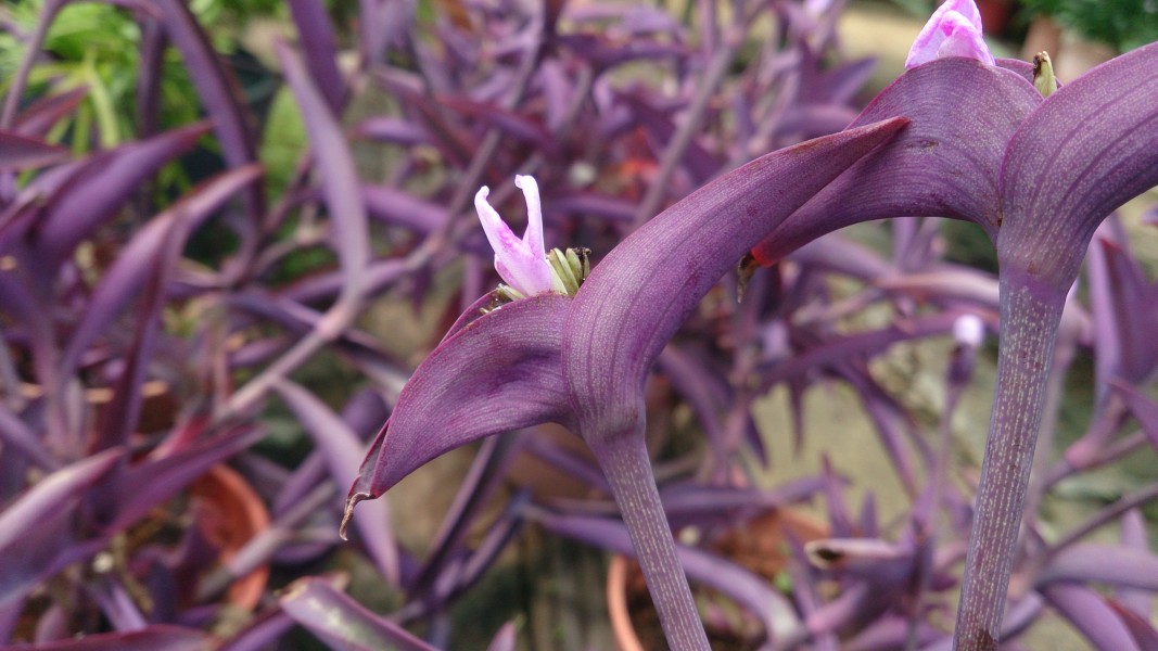 Purple Heart (Tradescantia pallida)