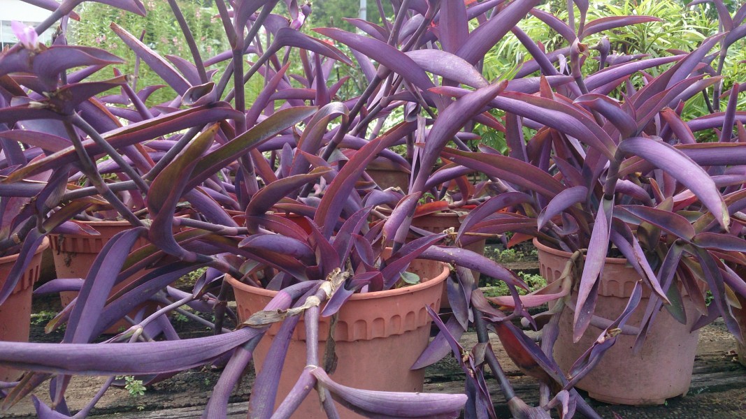 Purple Heart (Tradescantia pallida) 5