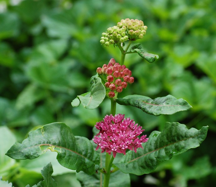 Purple Milkweed Asclepias purpurascens Flower Heads Wide 2300px