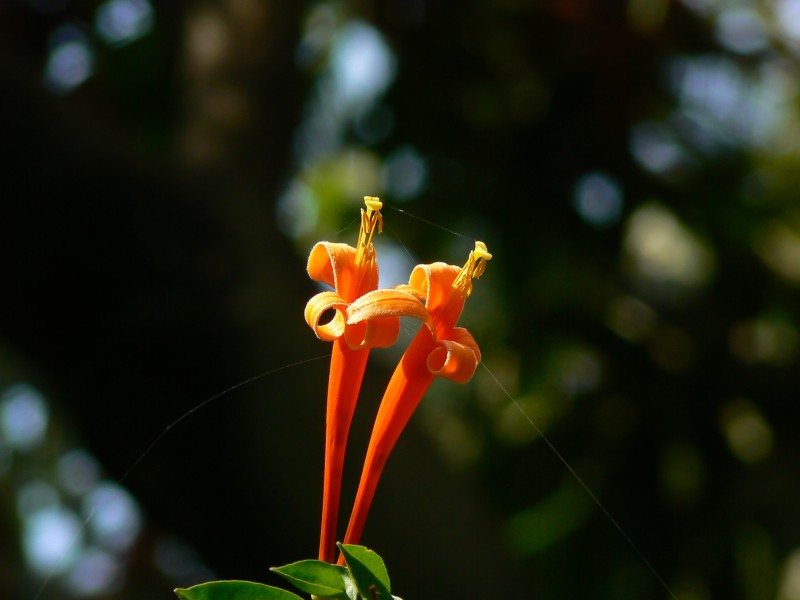 Pyrostegia venusta (423954103)