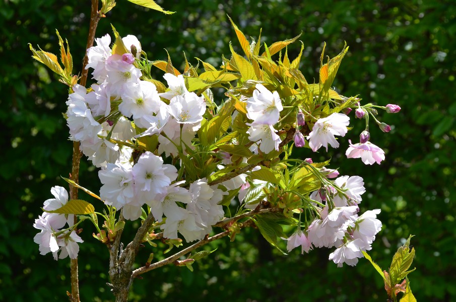 Pyrus 3