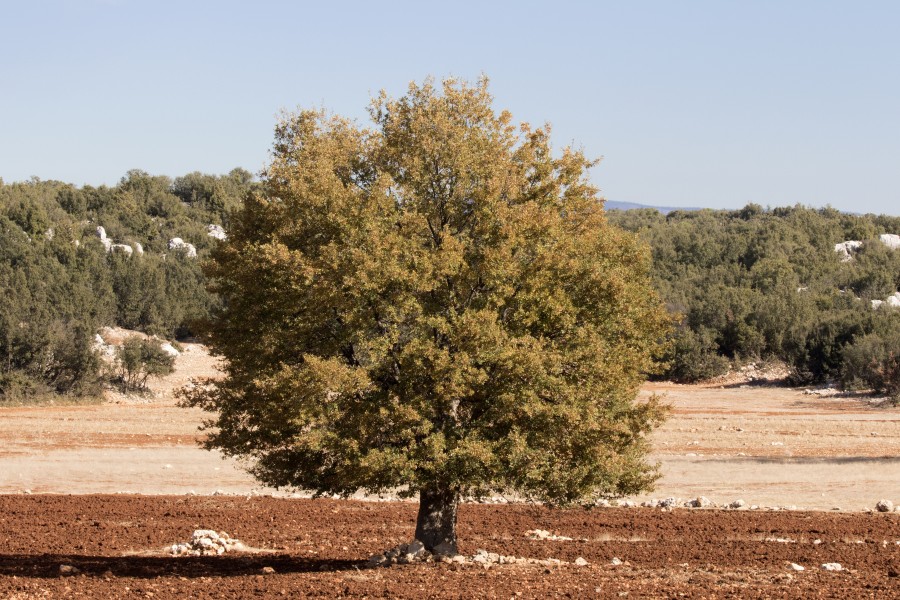 Quercus - Oak, Mersin 2016-11-20 03-2