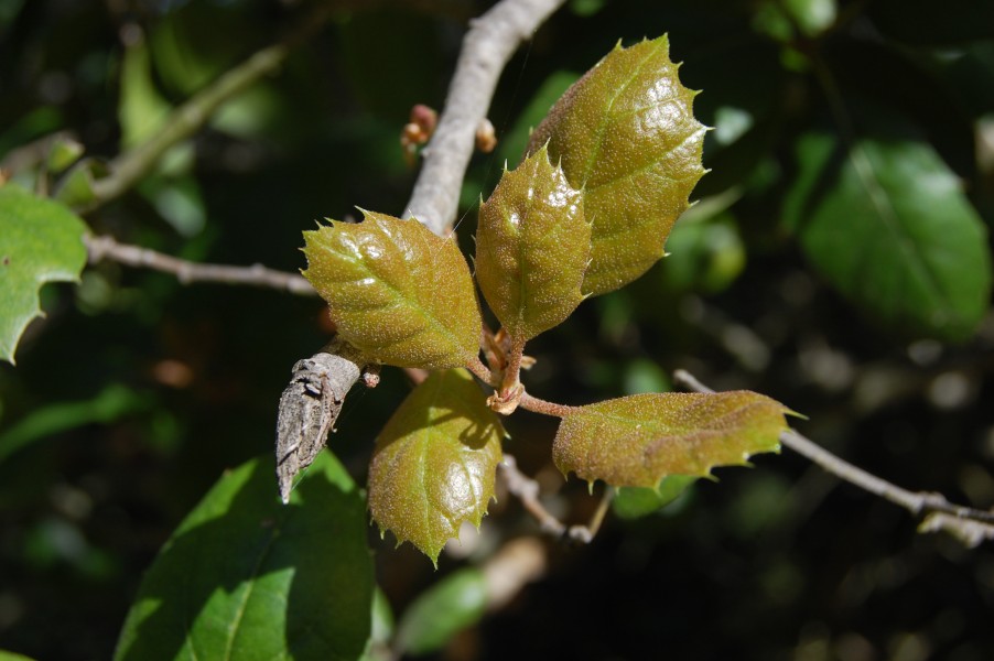 Quercus agrifolia-8