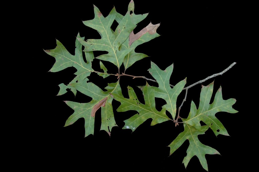 Quercus laevis (23556521443)