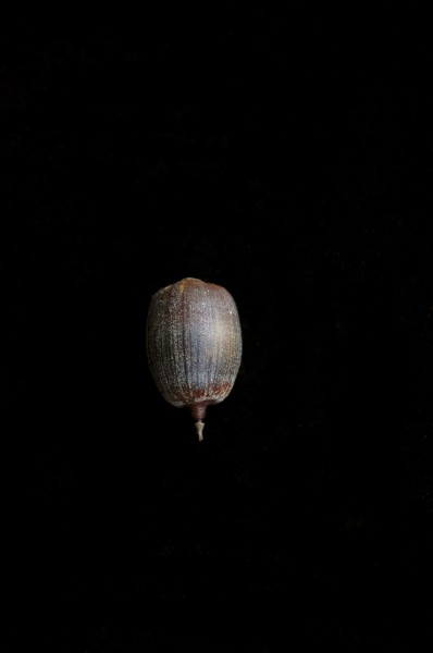Quercus laevis (24167208795)