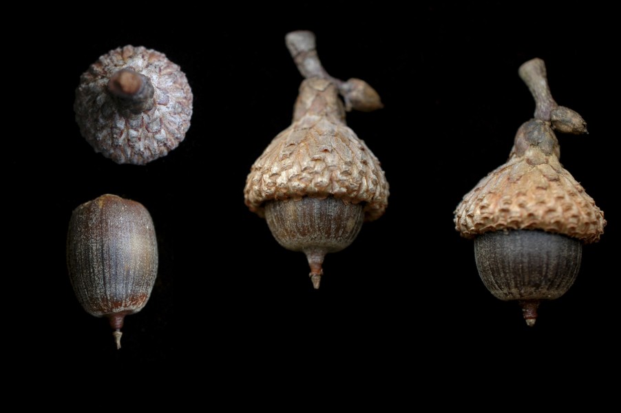 Quercus laevis-Acorn R 77 h edit (23838382099)