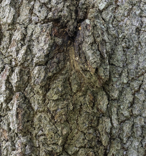 Quercus virginiana bark 2 LR