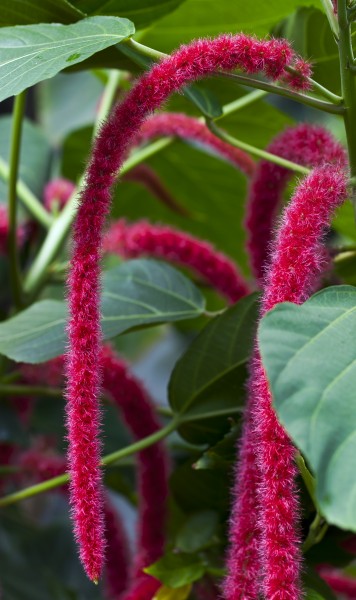 Rabo de gato (Acalypha hispida), jardín botánico de Tallinn, Estonia, 2012-08-13, DD 01