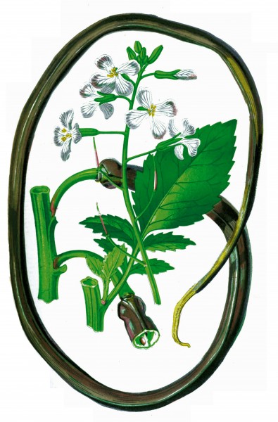 Raddish (raphanus caudatus)