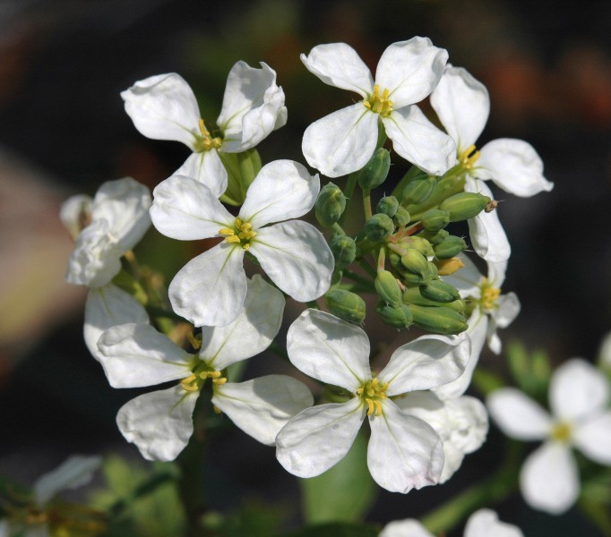 Radijsbloem A