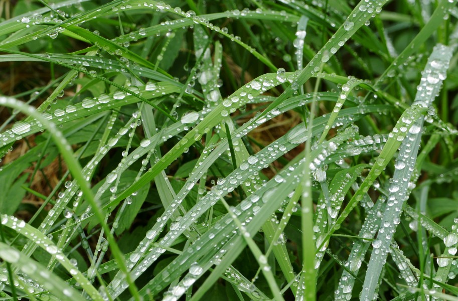 Rain on grass at Holma 3