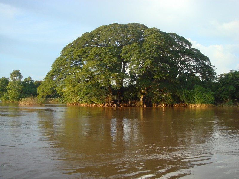 Rain tree of the Mekong in 2006