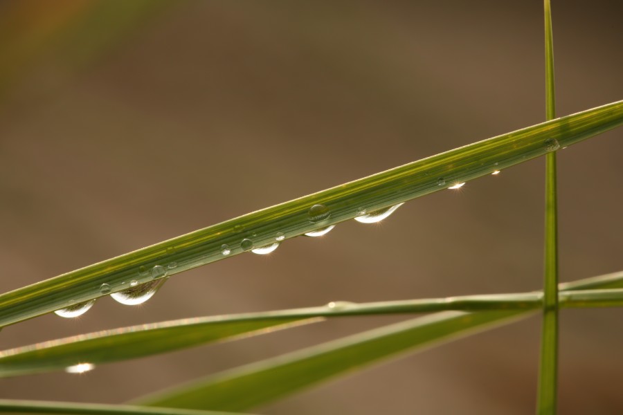 Raindrops on grass