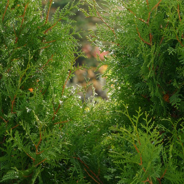 Raindrops on white cedar