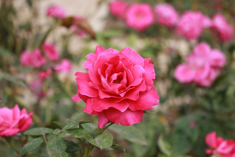 Ramat aNadiv park, Israel (12742561723)