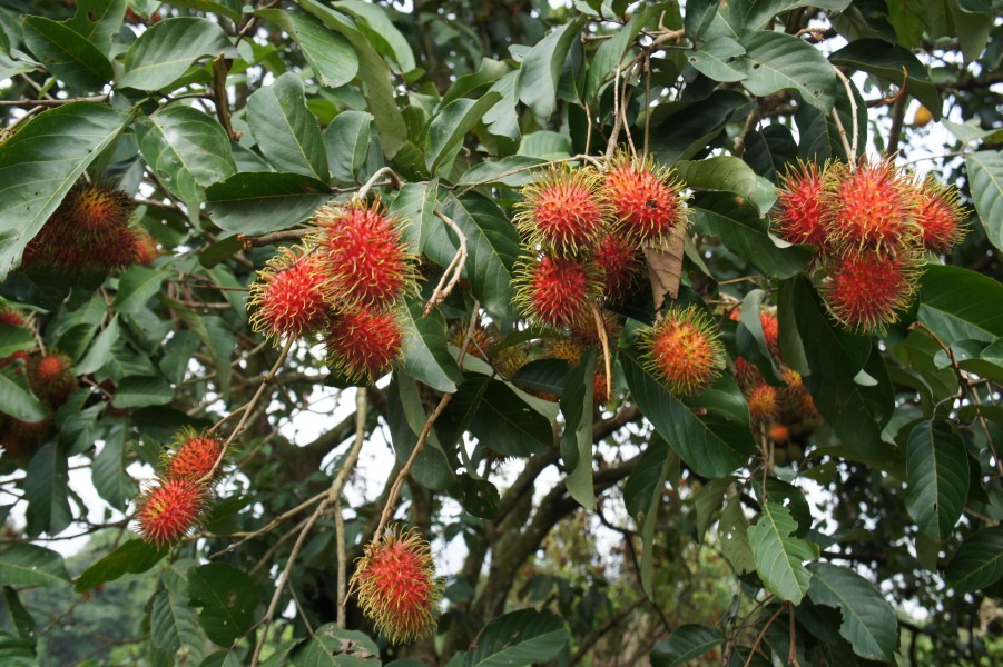 Rambutan fruits Nephelium lappaceum 02