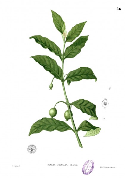 Randia densiflora Blanco1.56