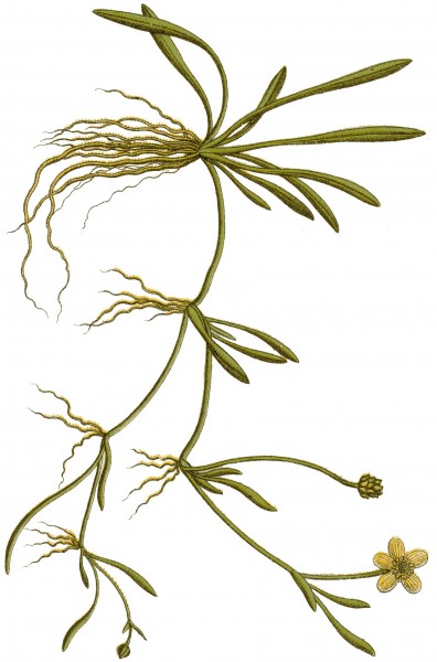 Ranunculus flammula Sturm46