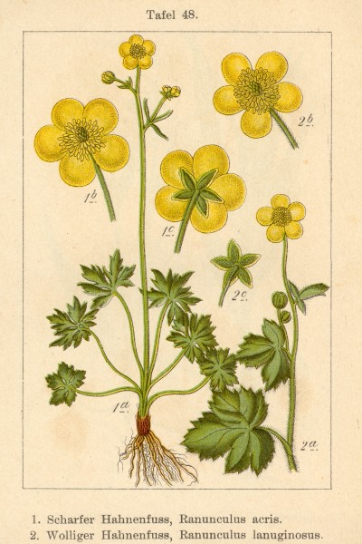 Ranunculus spp Sturm48