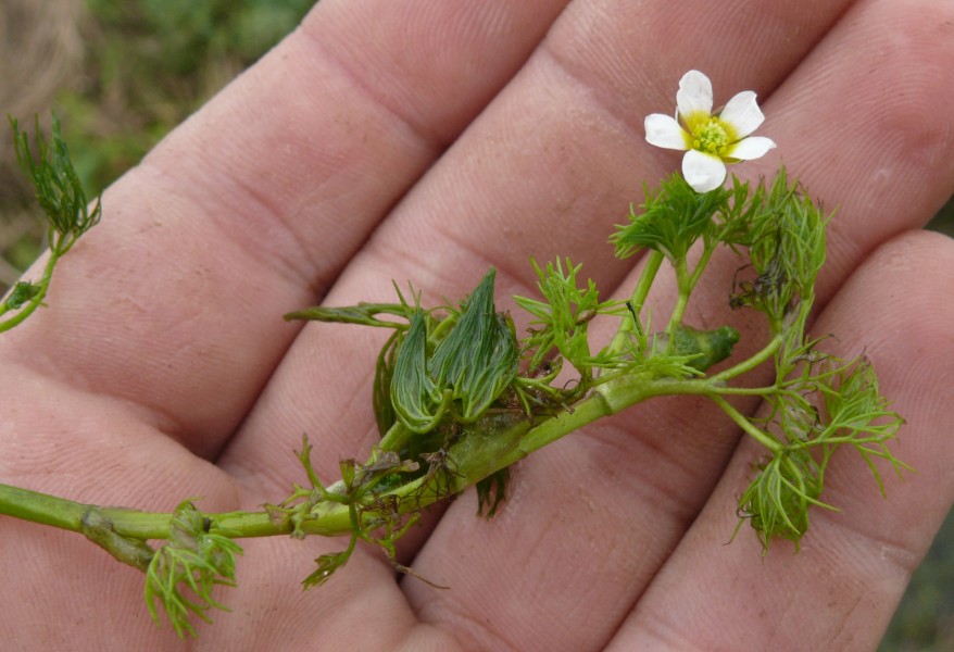 Ranunculus trichophyllus 070811b