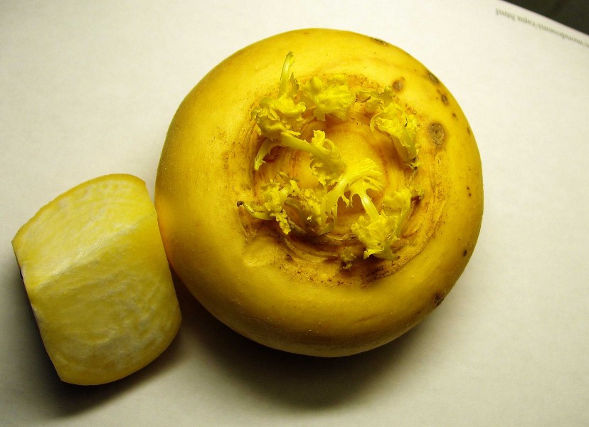 Rapa caprauna