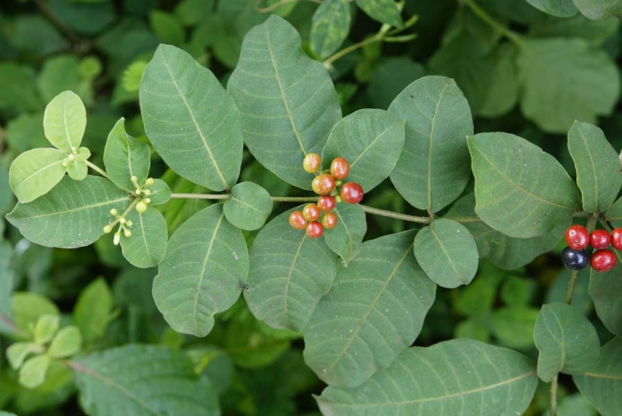 Rauvolfia tetraphylla 2553