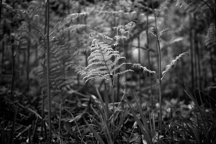 Reaching for light