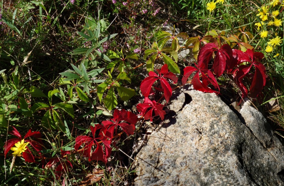 Red and green five-leaved ivy on granite