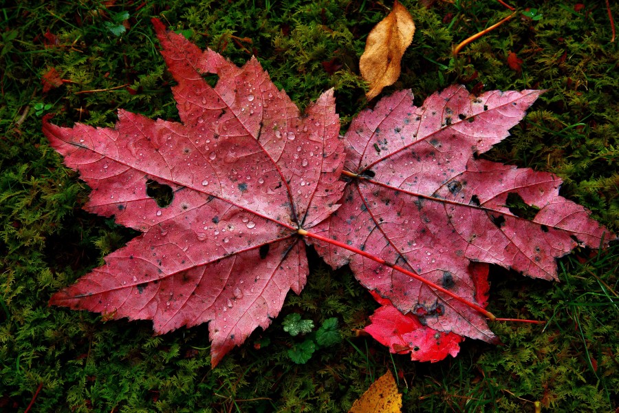 Red-autumn-maple-leaves-water-drops-moss - Virginia - ForestWander