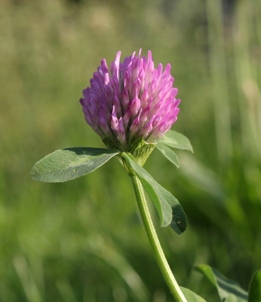 Red Clover 2011 G1