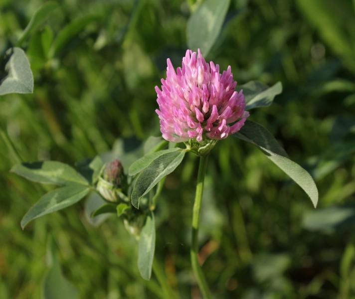 Red Clover 2011 G4