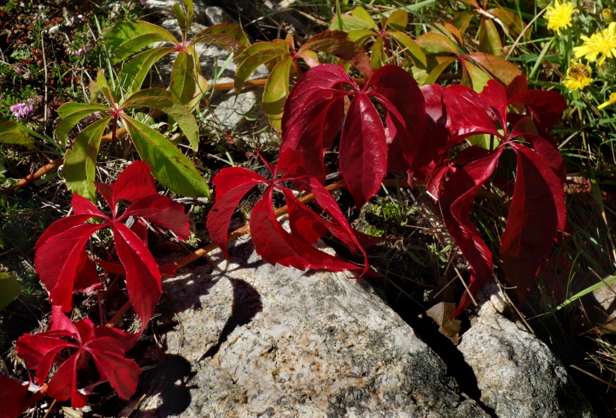Red five-leaved ivy on granite
