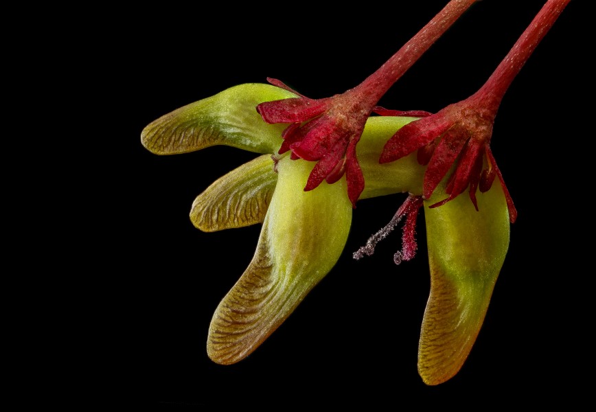 Red maple, seeds 2013-04-11-15.11.33 ZS PMax (8643615043)