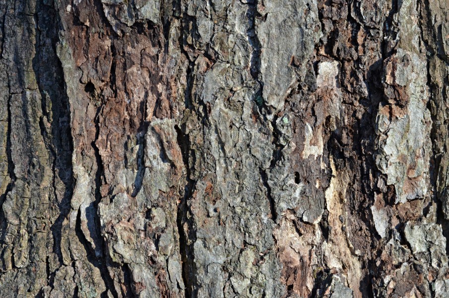 Red Maple Acer rubrum (32-0877-A) Trunk Bark