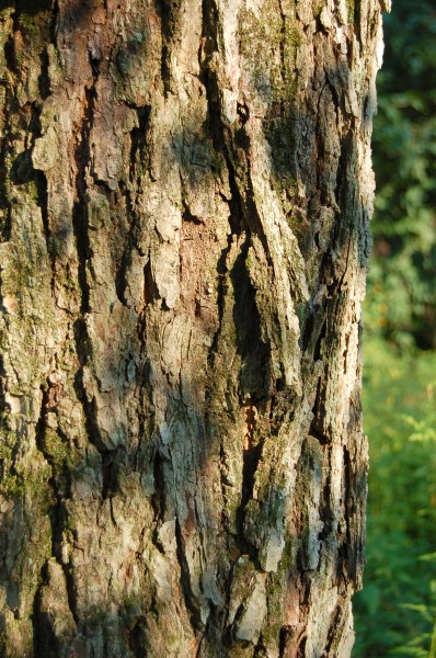 Red Maple Acer rubrum Bark 2000px