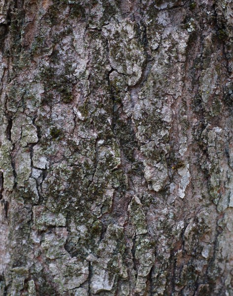 Red Maple Acer rubrum Bark Detail 1842px