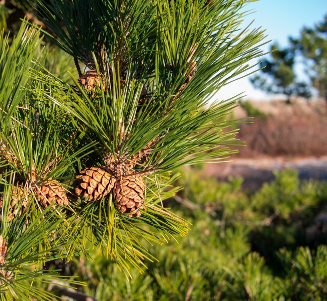 Red pine cones (52371)