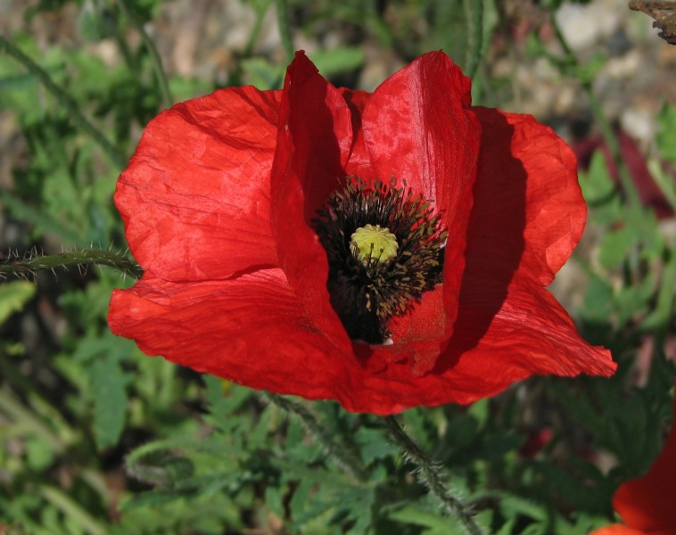 Red Poppy Papaver Flower Closeup 2049px