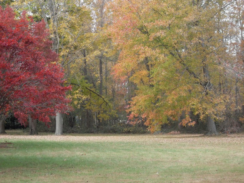 Red yellow and orange leaves on the trees