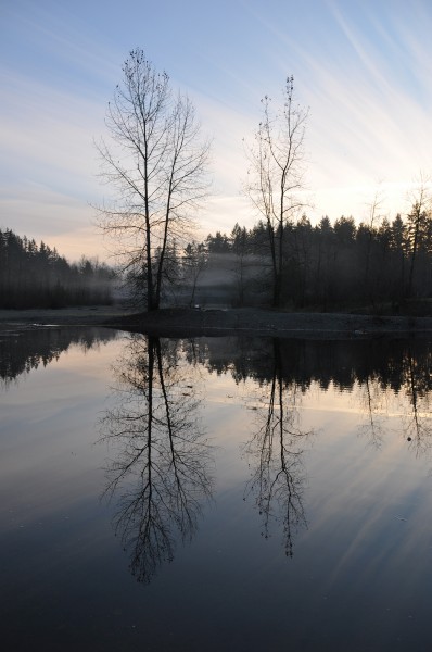 Reflection of tree