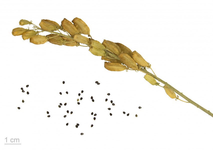 Reseda lutea MHNT.BOT.2011.3.17