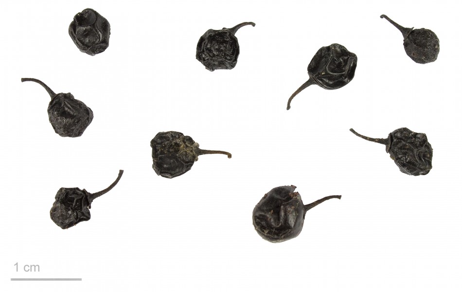 Rhamnus cathartica MHNT.BOT.2009.13.59