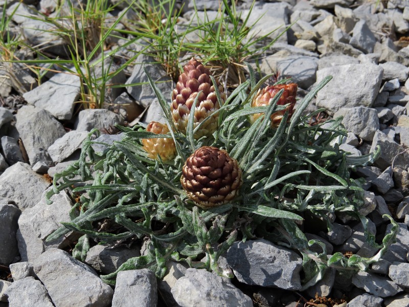Rhaponticum coniferum álava 01