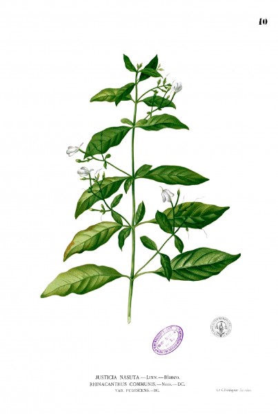 Rhinacanthus communis Blanco.10