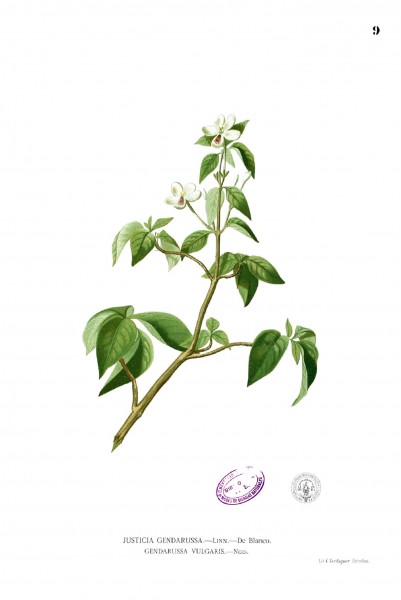 Rhinacanthus communis Blanco1.9