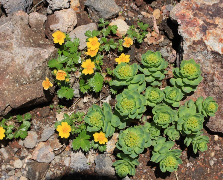 Rhodiola rosea and Potentilla matsumurae