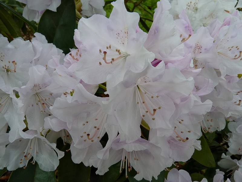 Rhododendron 'Jewess' J1