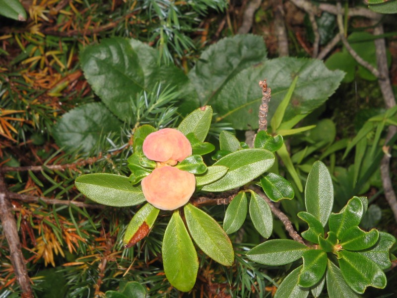 Rhododendron ferrugineum with gall01